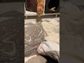 Twitching Hunting Style 怖い近づき方をする猫　#cat #funnycat #orangecat #cat #catlover #shorts