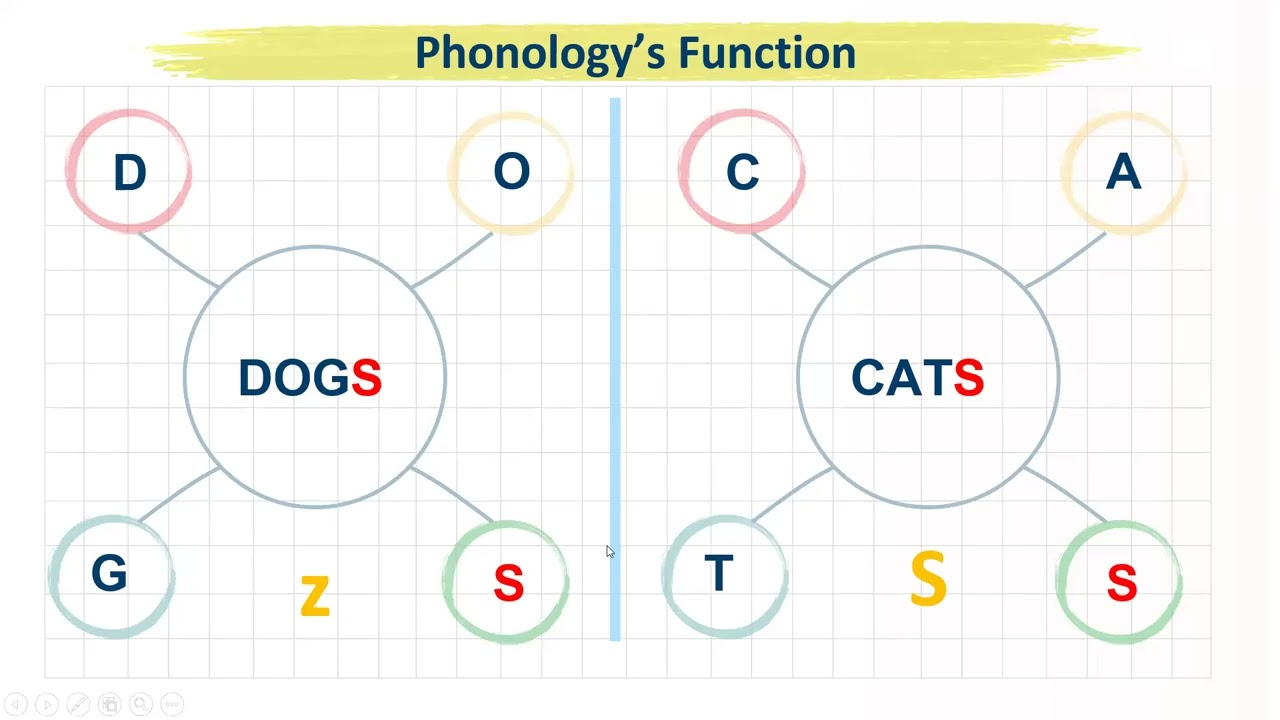 5.  Phonology + Organs of Speech