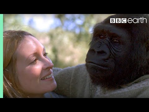 Did you know there's a talking gorilla? | #TalkingGorilla | BBC