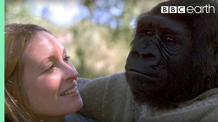 Did you know there's a talking gorilla? | #TalkingGorilla | BBC - DayDayNews