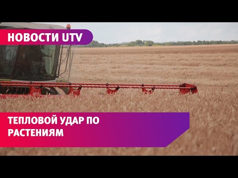 Видео: Между борьбой и сельским хозяйством: две истории экологической активности на Филиппинах - Matador Network