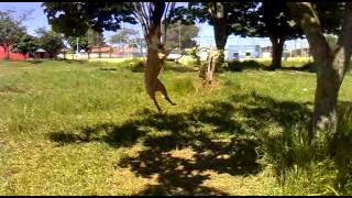 Vejita Pit Bull - salto livre