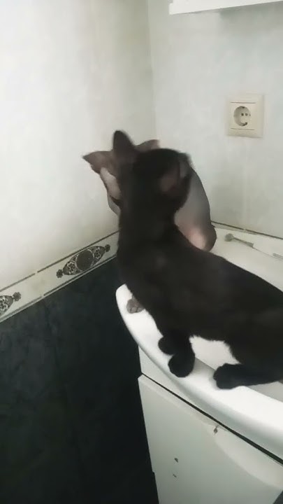 Друзья не разлей вода 😄😄😄 - YouTube