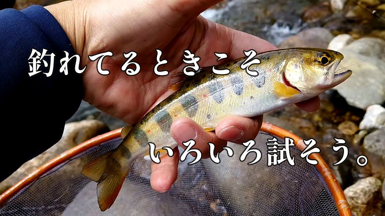 湖や本流トラウト/イトウ/シーバスに 未使用ABU Cardinal 155 湖や本流トラウト/イトウ/シーバスに 未使用ABU Cardinal 155