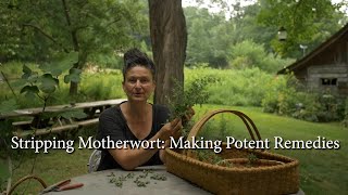 Motherwort Stripping Basic Technique For Making Potent Remedies