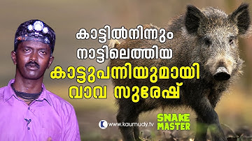 OMG! Vava Suresh with a wild boar that came out from the wild | Vava Suresh | Snakemaster