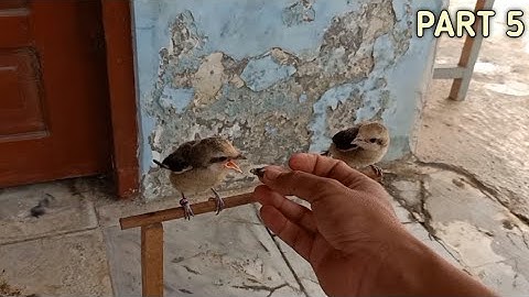 CARA MERAWAT anakan burung cendet || part 5