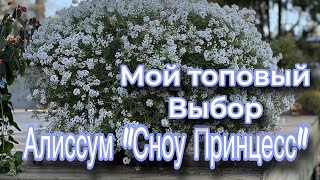 видео: Сохраняю Алиссум, черенкованием.  картинка: Сохраняю Алиссум, черенкованием.