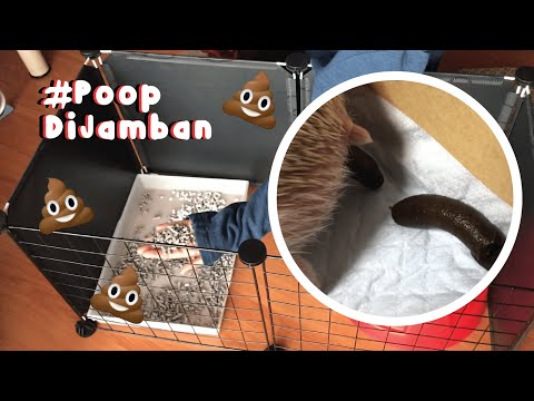 Video: How To Train A Hedgehog