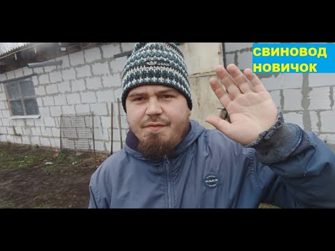 Бизнес на СВИНЬЯХ!