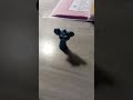 сëдня вышли с барсиком на прогулочку