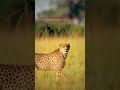 Jab jungle chup ho jaye. samajh jao koi shikar chal raha hai. #Leopard #WildlifeIndia #JungleSilence