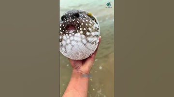 Lần đầu tiên thấy ghẹ ăn cá nóc| Review bắt hải sản #shorts #sanbathaisan