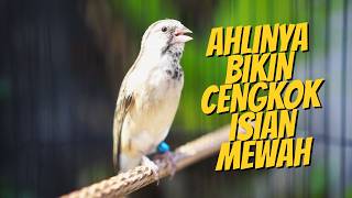 JAGONYA BIKIN CENGKOK ISIAN MEWAH - MASTERAN BLACKTHROAT GACOR SUARA JERNIH MUDAH DITIRU KENARI PAUD