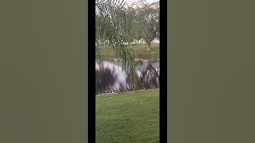 Whistling Ducks Whistle & Fly Off