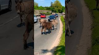 Driving In New Forest