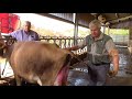 Rectal examination cow and pregnancy diagnosis