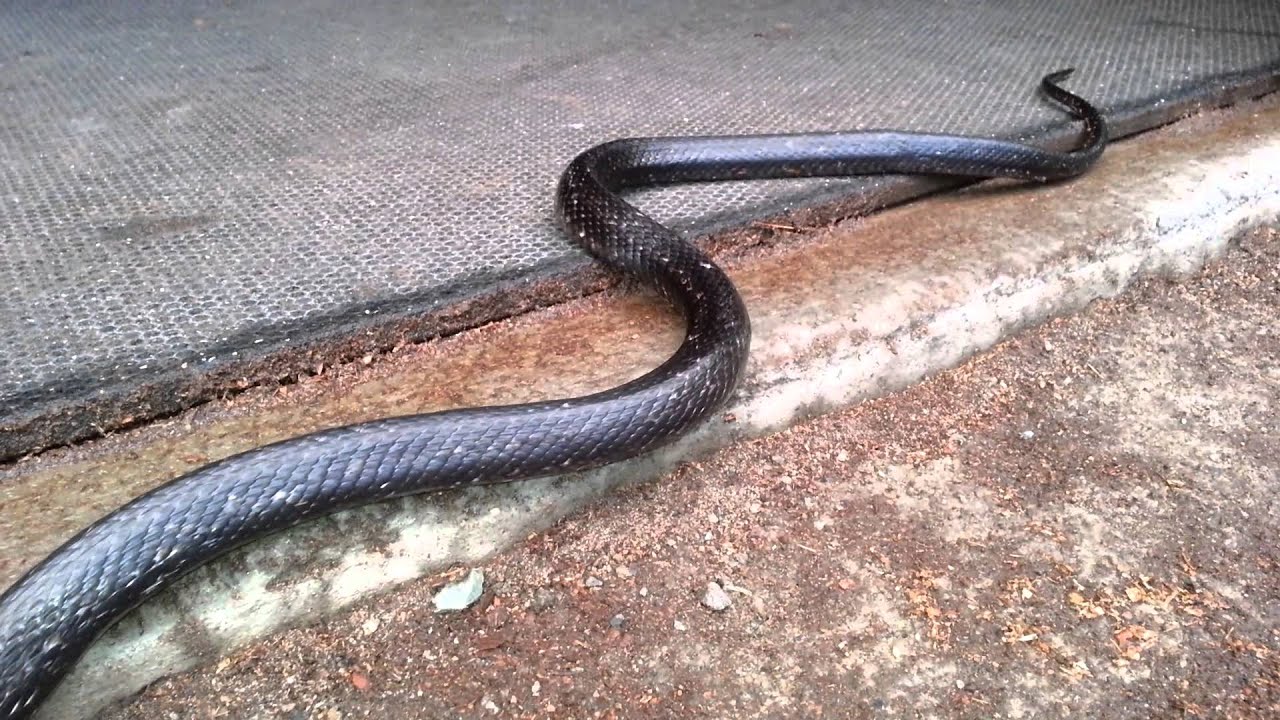 SNAKES! Non POISONOUS Rat Snake - YouTube