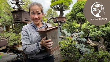 Create a Blue Cedar Cascade Bonsai with me.