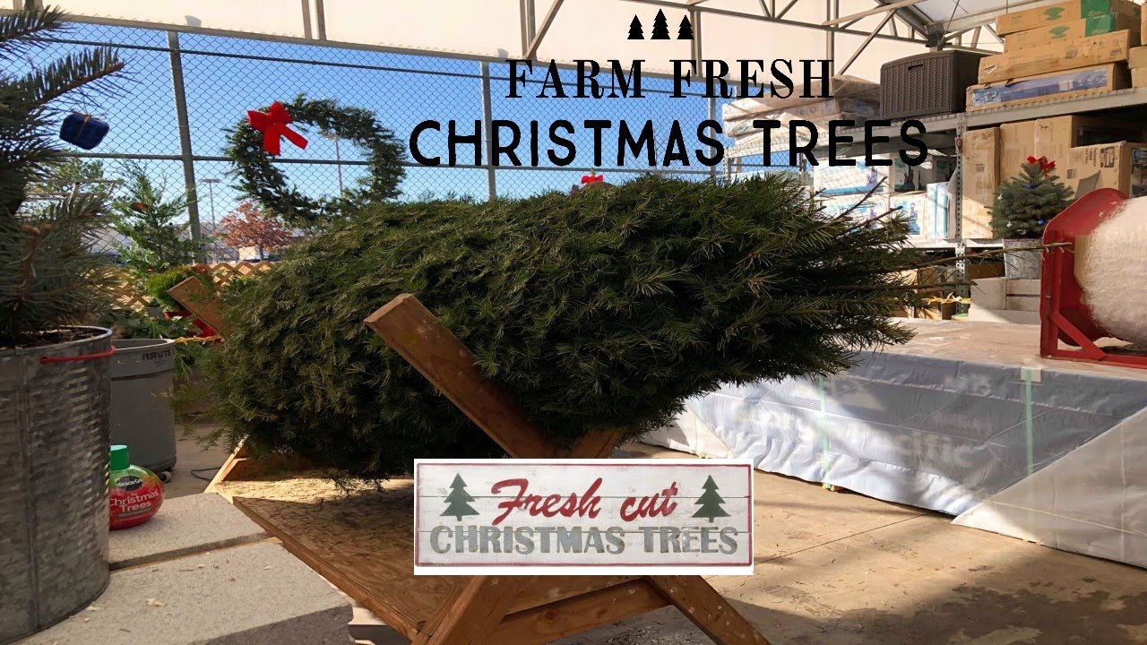 Farm Fresh Christmas Tree | VLOGMAS 2019 Day 5 - YouTube