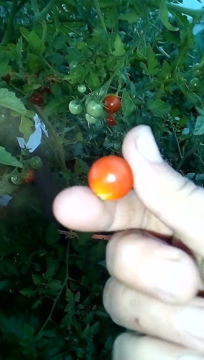 Томат клюква в сахаре - YouTube