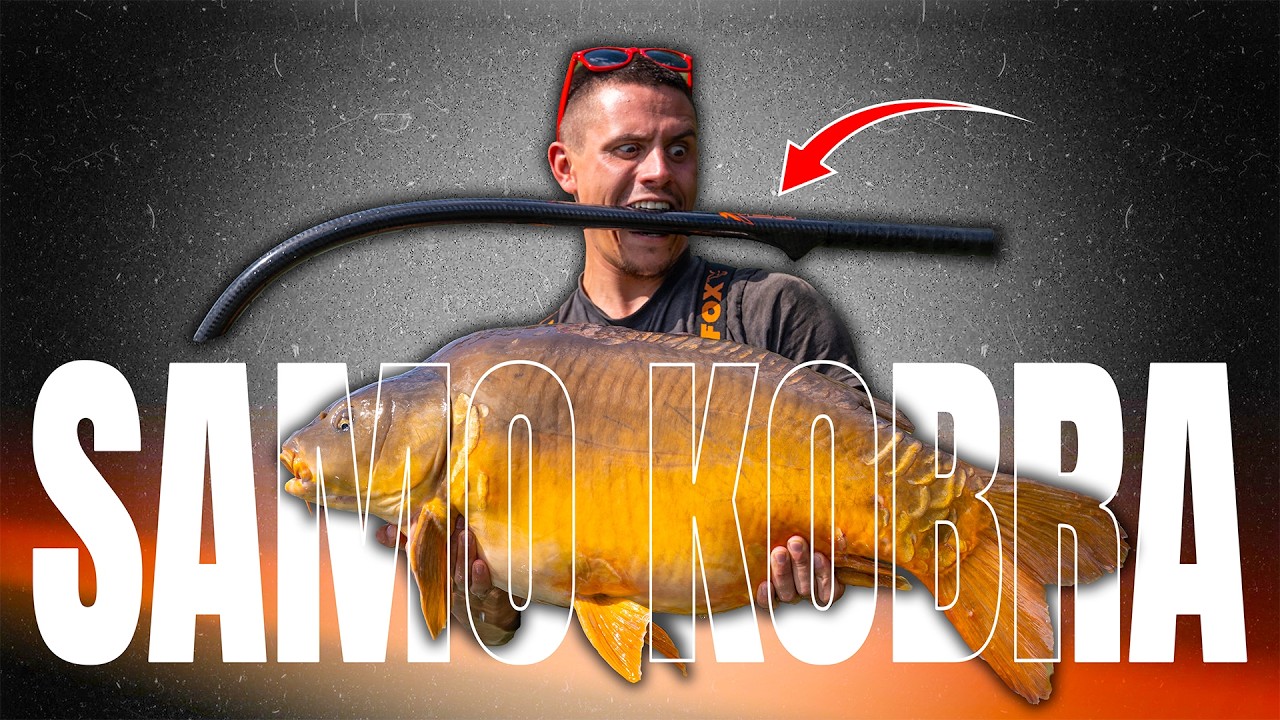 Samo kobra i boile = veliki šarani!