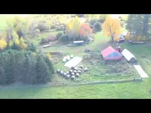 drone-fall-farm-tour.-plus,-cows-react-to-drone