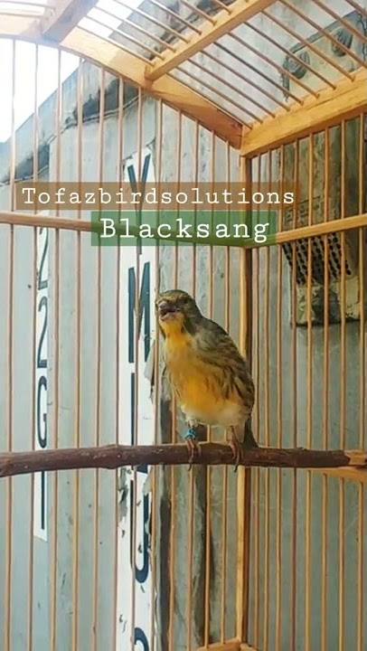 bleken kenari pecah suara #blacksang #kenarigacor #kenarimania #sangerburungi