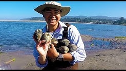 Digging for clams in Oregon. How and where to catch giant clams during low tide