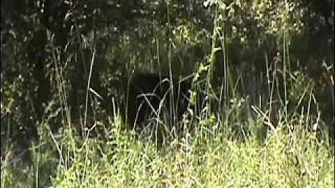 .44 Magnum Hog Hunting Headshot