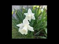 Op1207_ 2 Cm instrumental