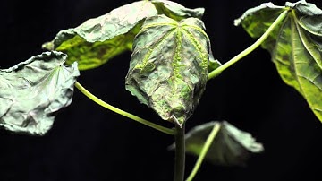 Glufosinate (SOA 10) velvetleaf close