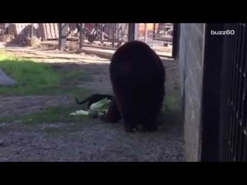 Stray Cat and Black Bear Make Unlikely Friends at a Sanctuary