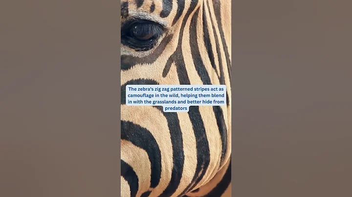 Why do Zebra have Stripes? #shorts #animals #Zebra #stripes