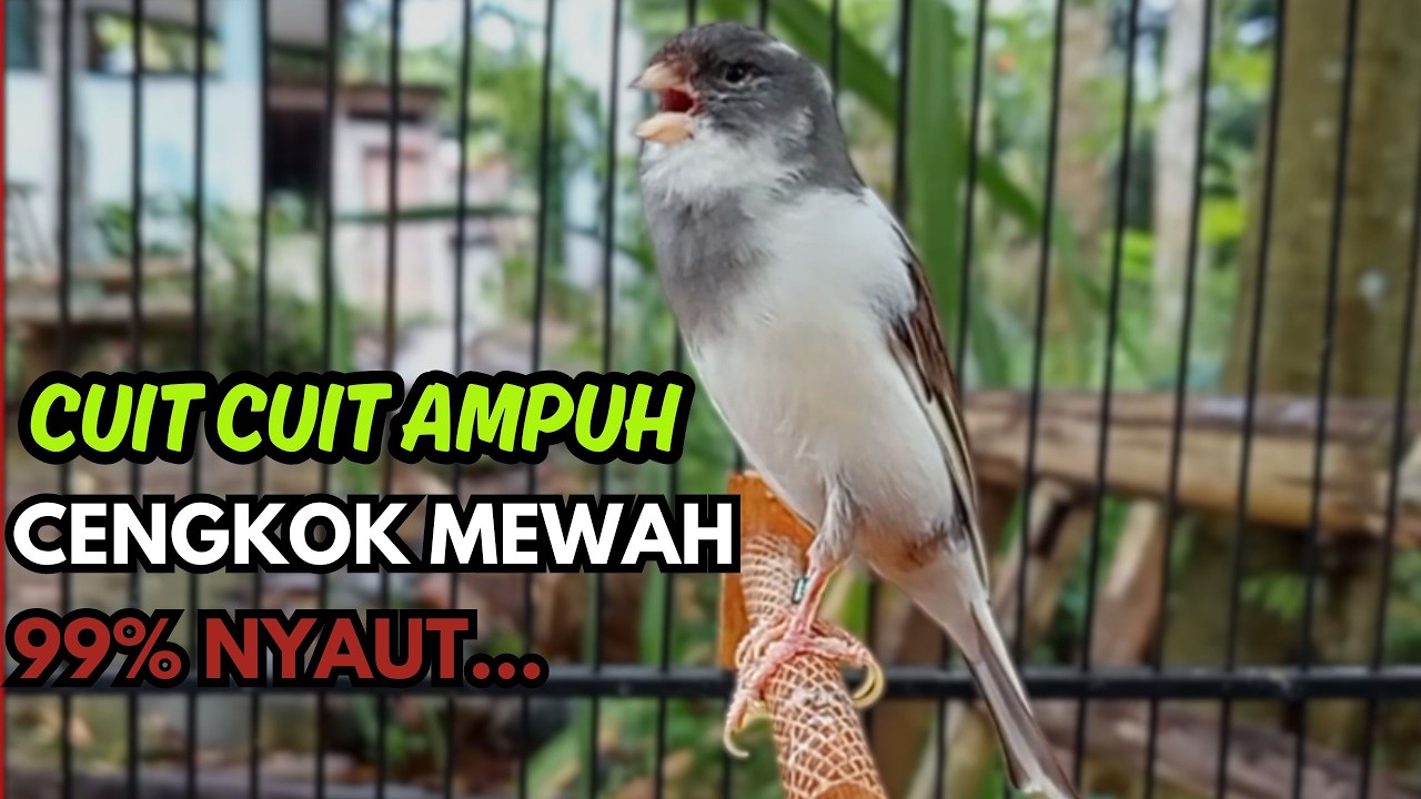 KENARI GACOR  Cuit CUIT BIRAHI SUARA Kenari MASTERAN TERBAIK UNTUK PANCINGAN & MASTERAN Kenari PAUD