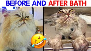 Hilarious Animals Before And After A Bath - cute animal by oscardramirez 682 views 1 month ago 6 minutes, 42 seconds