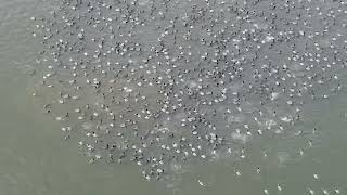 Jan 13, 2022-Duck Feeding Frenzy at Martin Marietta Park in New Bern NC