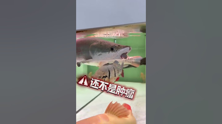 巨骨舌鱼患病难题：肿瘤手术是否可行？