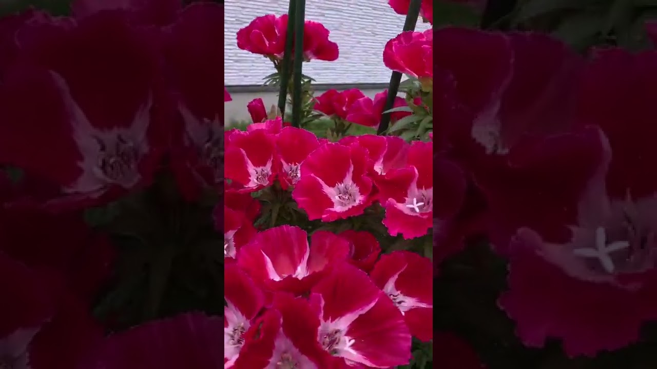 Pink,Red Godetia(Farewell-to-Spring)