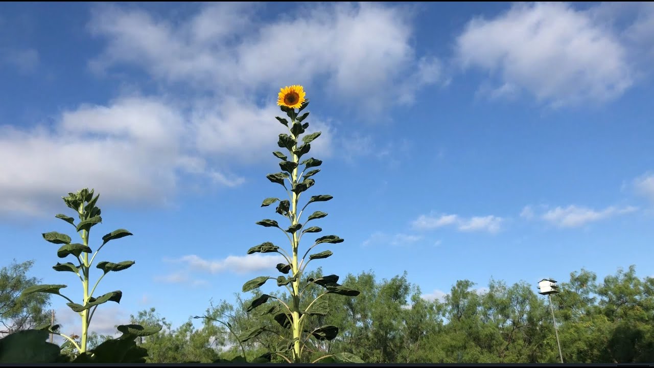 Garden MVP: Mammoth Sunflower