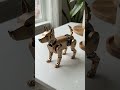 The ultimate pocket-sized Cyber Dog! 🤖🌟 #satisfying #transformers #robot #cyberpunk