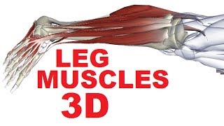 Anatomy Of The Lower Leg - Everything You Need To Know - Dr. Nabil