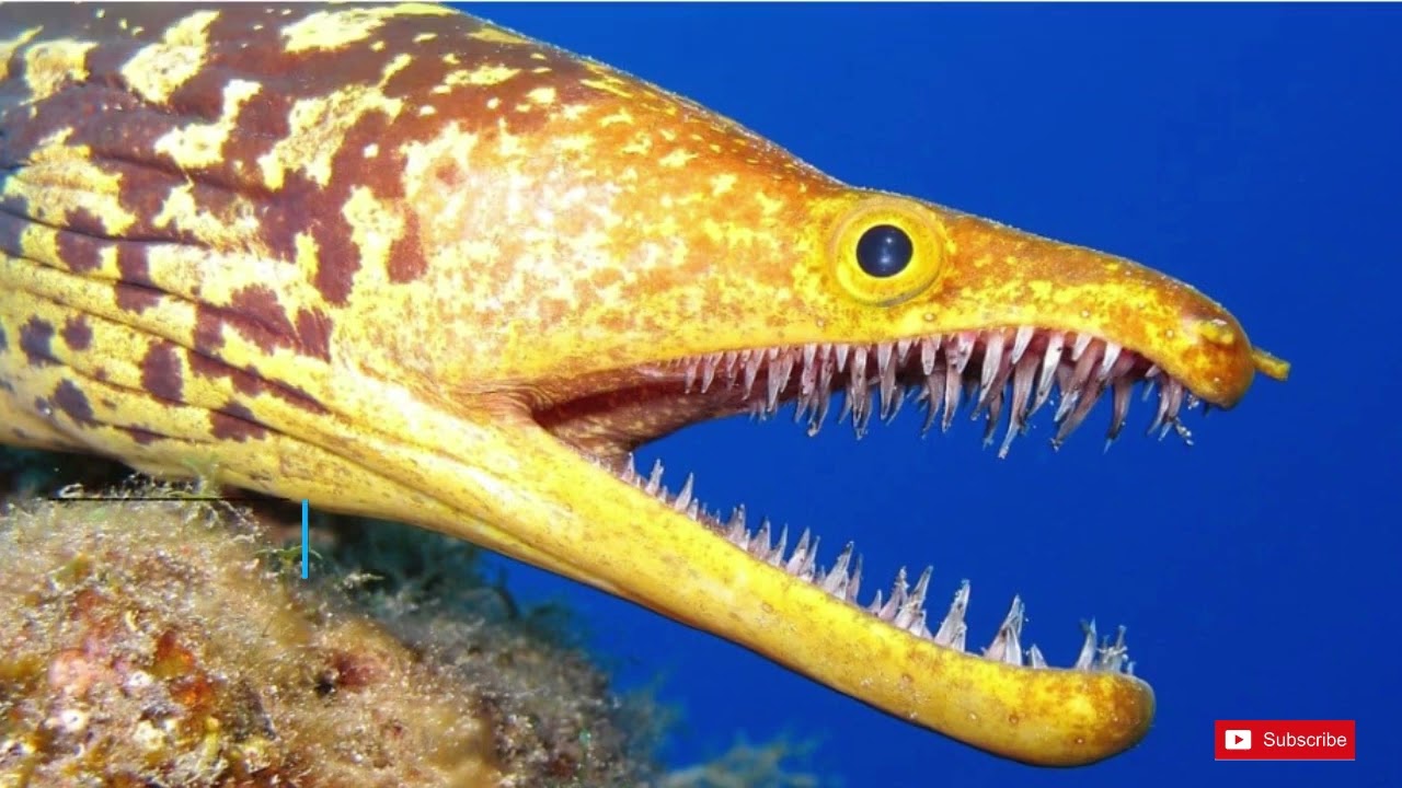 10 Weird Creatures Found In The Deep Sea | Bermuda Triangle | Mariana Trench | Universe Secret