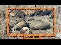 Nature News  #3 Elephant Seals AMANI 3