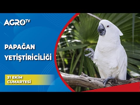 Papağan Yetiştiriciliği / Bizim Kümes - Agro TV
