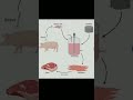 Lap grown meat in future ? #future advance