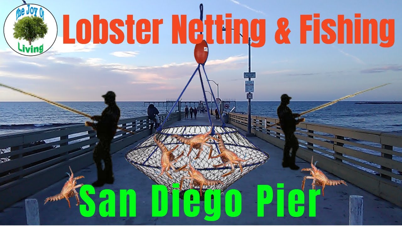Lobster Netting & Fishing San Diego Pier 