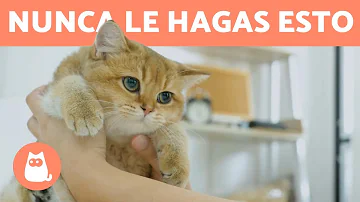 ¿Qué no hacer con los gatos?