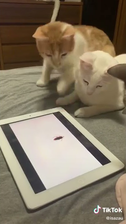 Gatos brincando com iPad viram mania na Internet