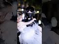 Hero biker saves girl in white dress! #ducati #rescue #viral #trending #foryou #shorts #lovestory